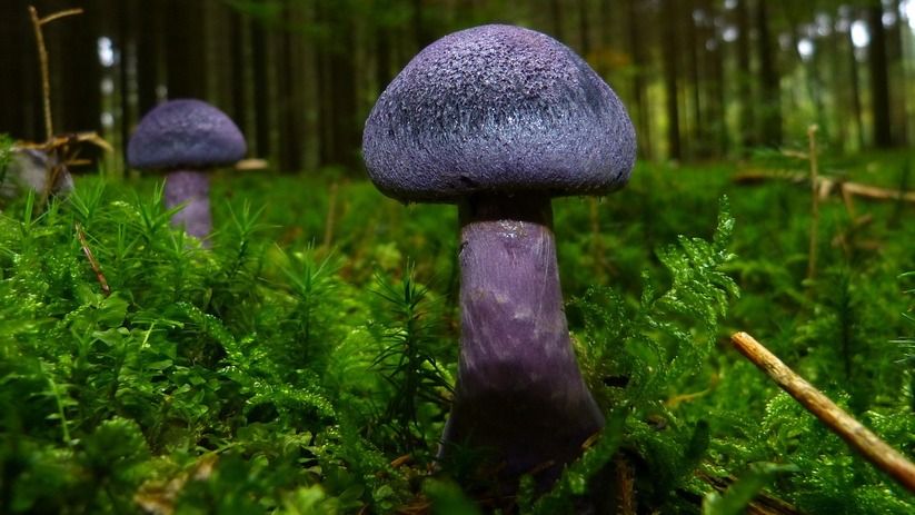 Грибы: не просто вкусно, но и полезно Грибы: не просто вкусно, но и полезно
