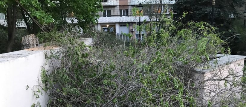 Штормовой ветер и массовое падение деревьев в Самаре Штормовой ветер и массовое падение деревьев в Самаре