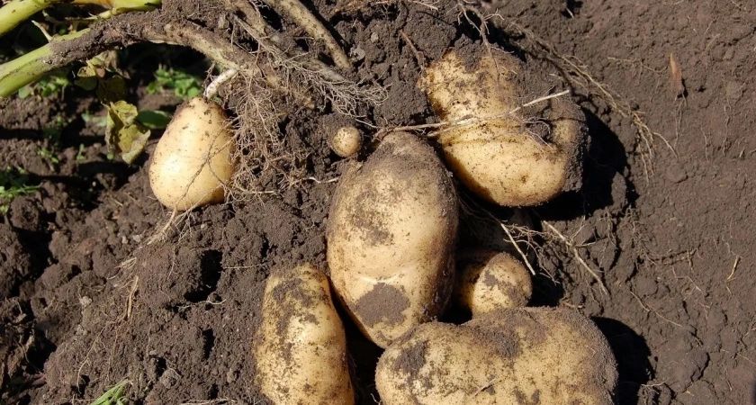 Секреты богатого урожая картофеля: когда и чем удобрять для крупных клубней Секреты богатого урожая картофеля: когда и чем удобрять для крупных клубней