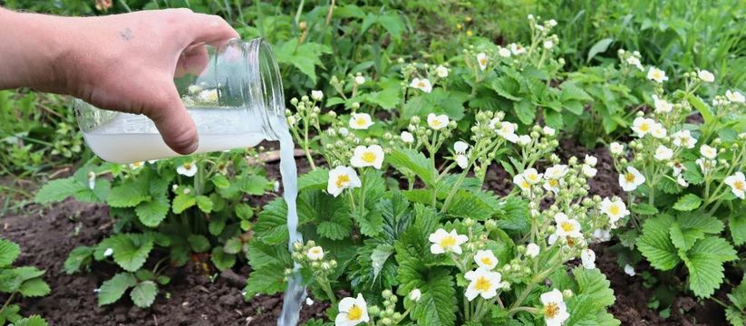 Секретный рецепт для клубники: удвойте урожай с помощью натурального удобрения Секретный рецепт для клубники: удвойте урожай с помощью натурального удобрения