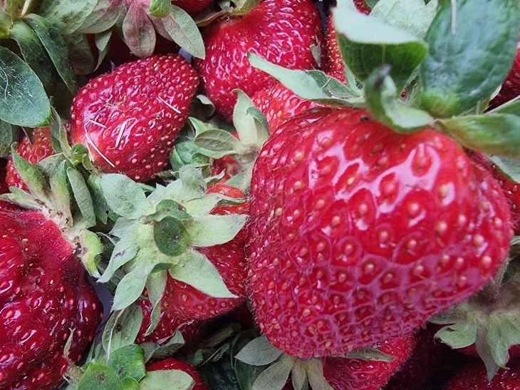 Почему клубника не радует урожаем? Развенчиваем мифы об уходе Почему клубника не радует урожаем? Развенчиваем мифы об уходе