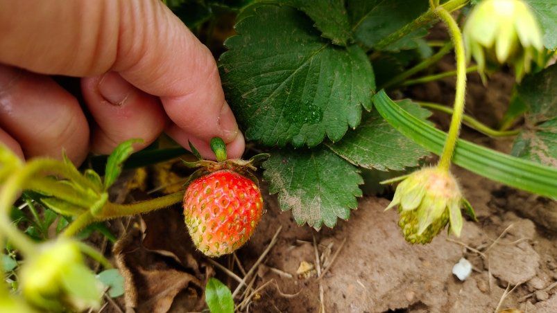 Секреты быстрого созревания клубники: как получить урожай за считанные дни Секреты быстрого созревания клубники: как получить урожай за считанные дни