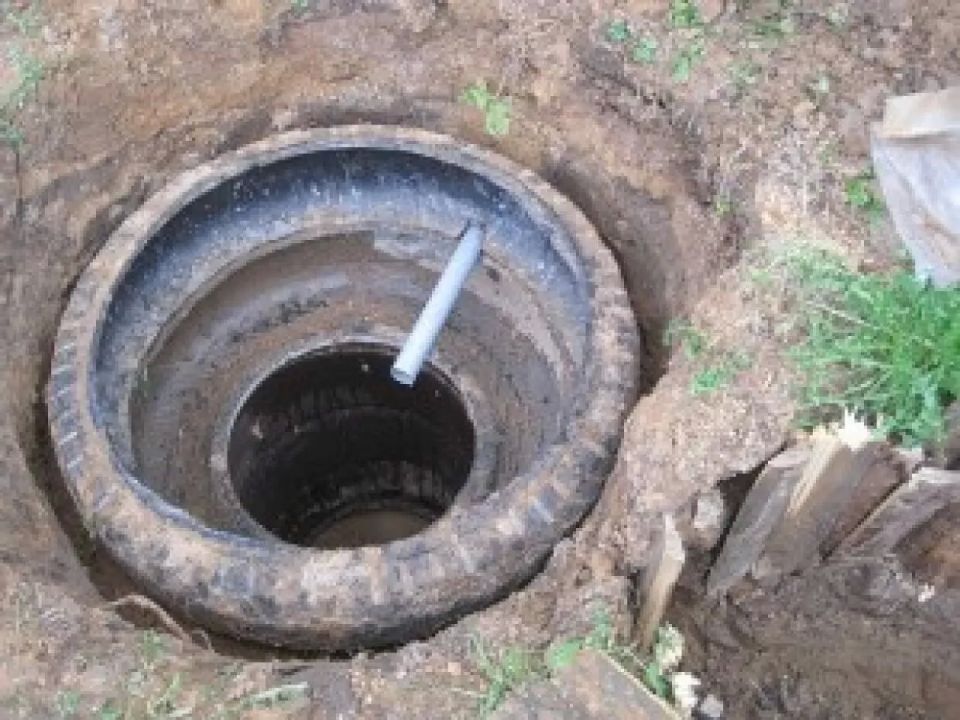 Виноград у выгребной ямы: природное решение для вашего участка Виноград у выгребной ямы: природное решение для вашего участка