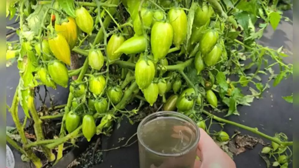 Суперподкормка для огурцов, томатов и перцев: секрет богатого урожая Суперподкормка для огурцов, томатов и перцев: секрет богатого урожая
