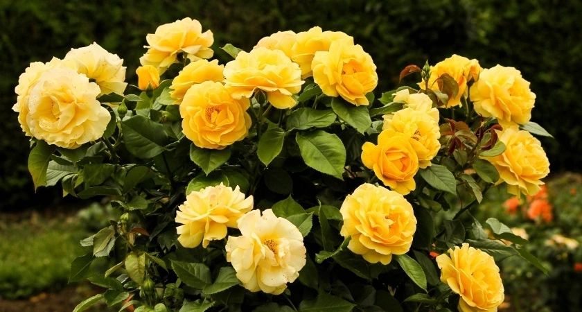 Секрет пышного цветения роз: подкормка, которая удивит! Секрет пышного цветения роз: подкормка, которая удивит!