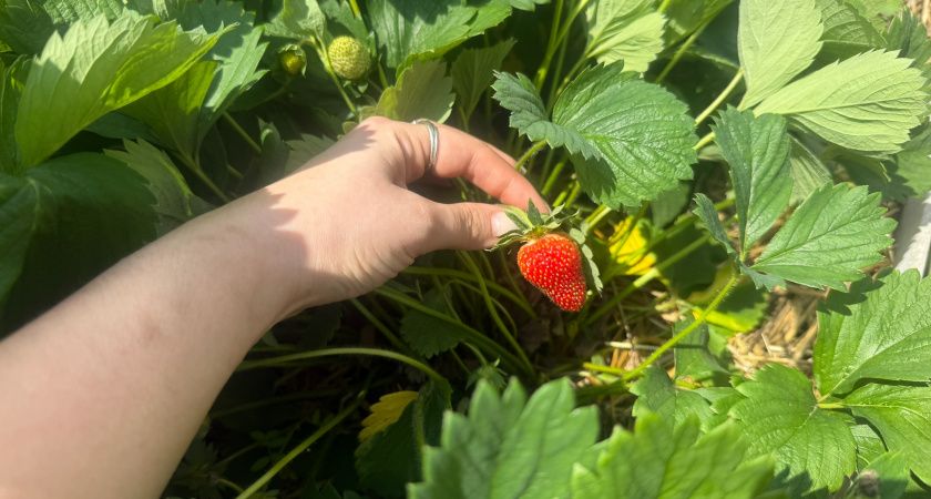 Как продлить жизнь клубничной плантации и удвоить урожай