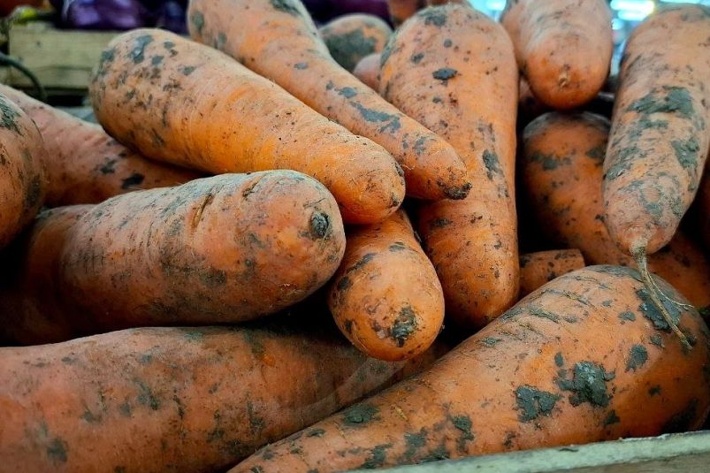 Как вырастить крупную и ровную морковь: секреты дачников