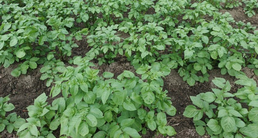 Теперь картофель может стоить вам штраф: новое правило, которое удивляет дачников