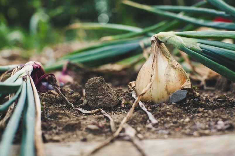 Как ускорить созревание лука и продлить его хранение