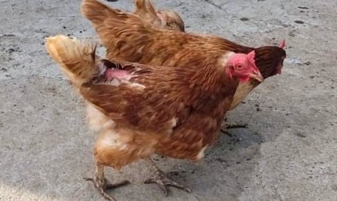     :   