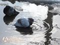 Облачность и дожди в Мурманской области: впереди непростые дни