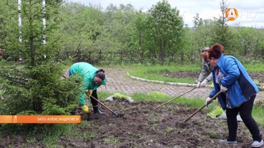 Цветущий Полярный: как горожане преображают клумбы ЗАТО Александровск
