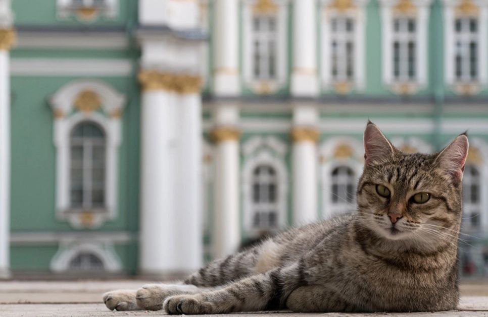 Кошки-хранители: 280 лет службы в Зимнем дворце Кошки-хранители: 280 лет службы в Зимнем дворце
