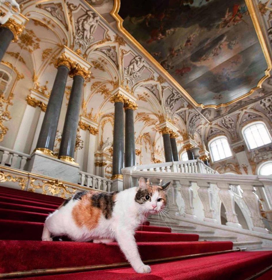 Кошки-хранители: 280 лет службы в Зимнем дворце Кошки-хранители: 280 лет службы в Зимнем дворце