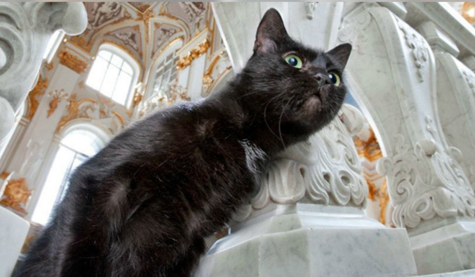 Кошки-хранители: 280 лет службы в Зимнем дворце Кошки-хранители: 280 лет службы в Зимнем дворце