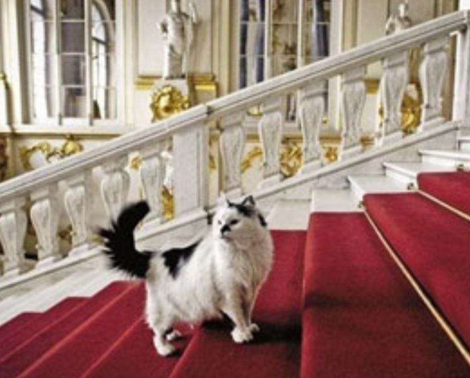 Кошки-хранители: 280 лет службы в Зимнем дворце Кошки-хранители: 280 лет службы в Зимнем дворце