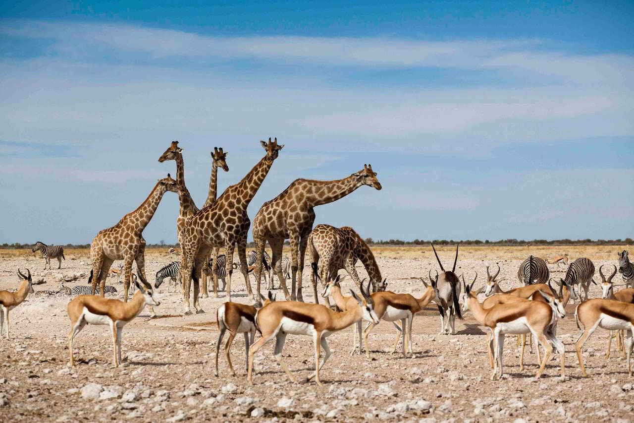 Намибия признана самым «аутентичным» туристическим направлением Африки Намибия признана самым «аутентичным» туристическим направлением Африки